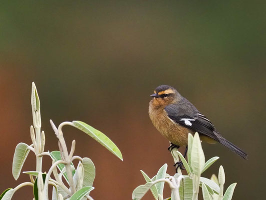 WEISSSTIRN-SPITZSCHNABEL, CINEREOUS CONEBILL - CONIROSTRUM CINEREU