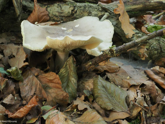 Graukappe- Clitocybe nebularis 