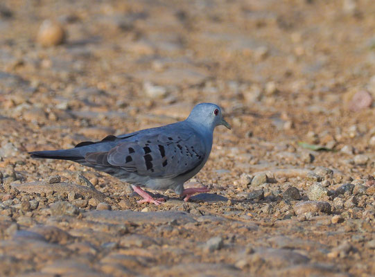 SCHMUCKTÄUBCHEN, BLUE GROUND-DOVE, CLARAVIS PRETIOSA
