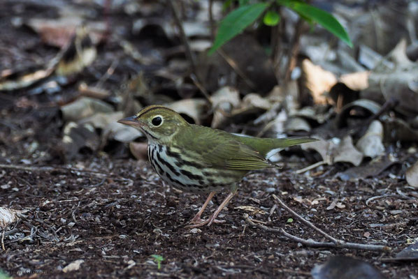 PIEPERWALDSÄNGER, OVENBIRD, SEIURUSS AUROCAPILLA