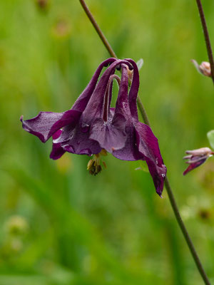 Gemeine Akelei (Aquilegia vulgaris)