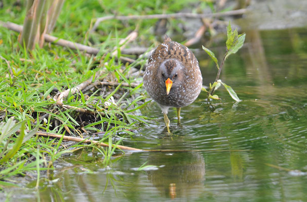TÜPFELRALLE, SPOTTED CRAKE, PORZANA PORZANA