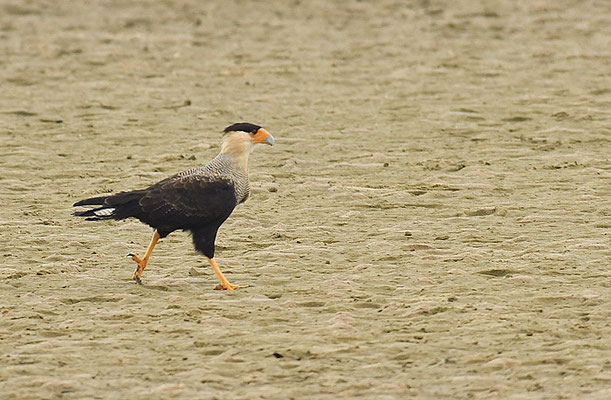 SCHOPFKARAKARA, SOUTHERN CARACARA, CARACARA PLANCUS