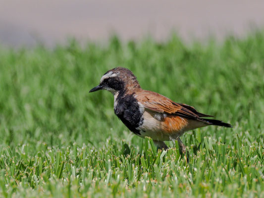 ERDSCHMÄTZER, CAPPED WHEATEAR, OENANTHE PILEATA