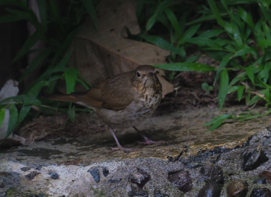 ZWERGDROSSEL, SWAINSON´S TRUSH, CATHARUS USTULATUS