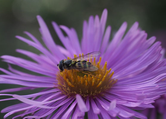GESTREIFTE WALDSCHWEBFLIEGE, DASYSYRPHUS ALBOSTRIATUS