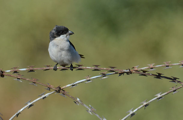 FISKALWÜRGER, COMMON FISCAL, LANIUS COLLARIS
