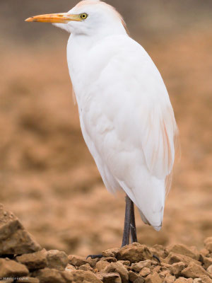 Kuhreiher, Cattle egret - Bubulcus ibis