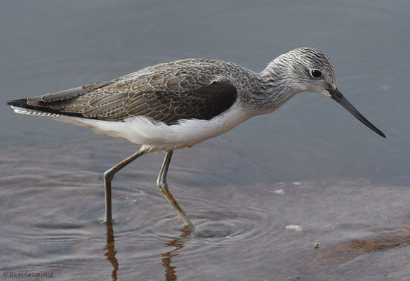 GRÜNSCHENKEL, GREENSHANK, TRINGA NEBULARIA