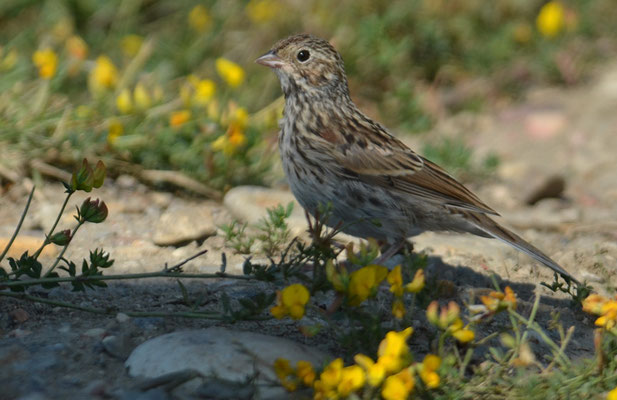 Abendammer, Vesper sparrow, pooecetes gramineus