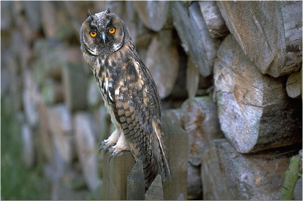 WALDOHREULE, LONG-EARED OWL, ASIO OTUS