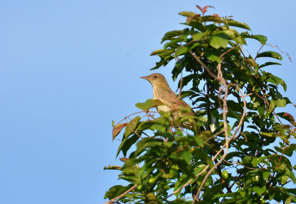 SCHLAGSCHWIRL, RIVER WARBLER, LOCUSTELLA FLUVIATILIS