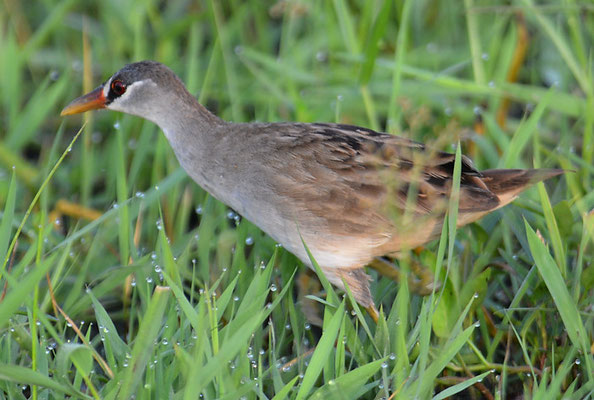WEISSBRAUENSUMPFHUHN, WHITE-BROWED CRAKE, PORZANA CINEREA
