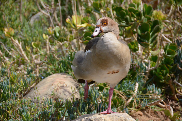 NILGANS, EGYPTIAN GOOSE. ALOPOCHEN AEGYPTIACA