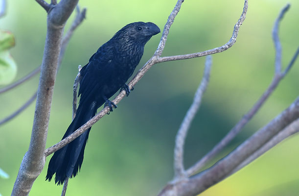 GLATTSCHNABELANI, SMOOTH-BILLED ANI, CROTOPHAGA ANI