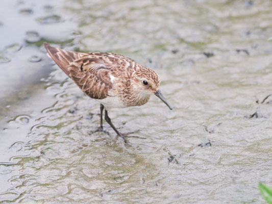 Baird´s Strandläufer, Baird´s Sandpiper - Calidris Bairdii