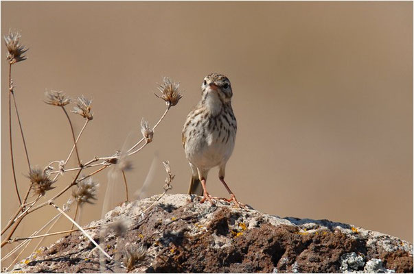 KANARENPIEPER, BERTHELOT´S PIPIT, ANTHUS BERTHELOTII