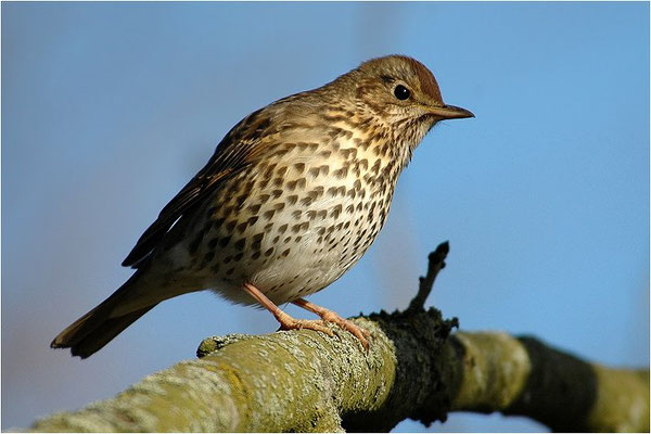 SINGDROSSEL, SONG TRUSH, TURDUS PHILOMELOS 