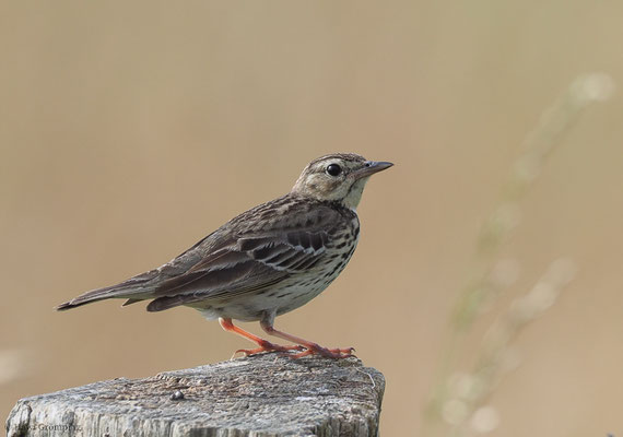 BAUMPIEPER, TREE PIPIT, ANTHUS TRIVIALIS