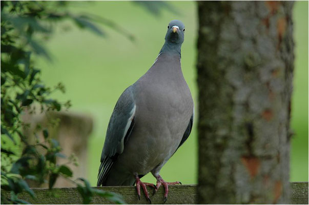 RINGELTAUBE, WOOD PIGEON,  COLUMBA PALUMBUS