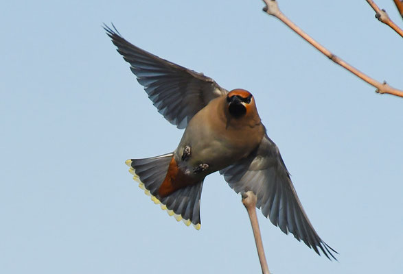 SEIDENSCHWANZ, WAXWING, BOMBYCILLA GARRULUS