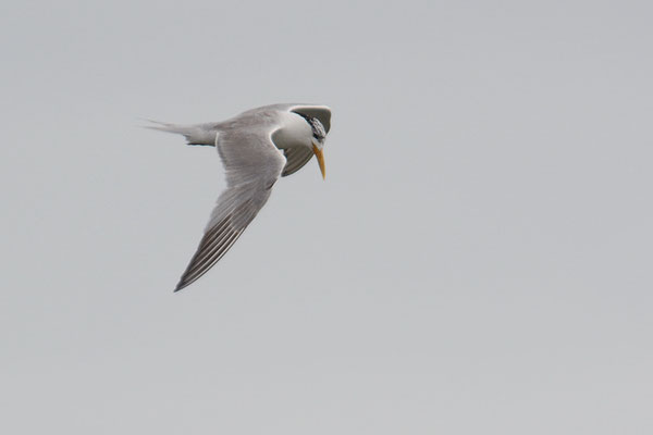 EILSEESCHWALBE, SWIFT TERN, THALASSEUS BERGII 