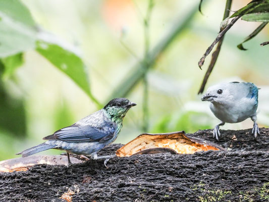 HEINE-TANGARE, BLACK-CAPPED TANAGER - TANGARA HEINEI