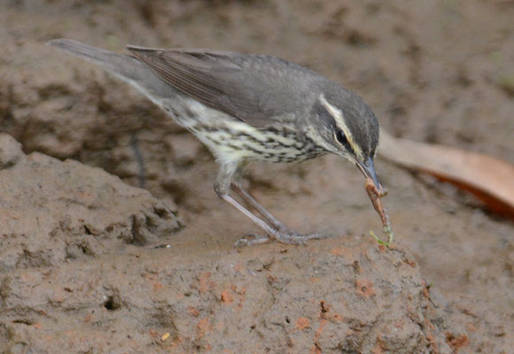 UFERWALDSÄNGER, NORTHERN WATERTRUSH, SEIURUS NOVEBORACENSIS