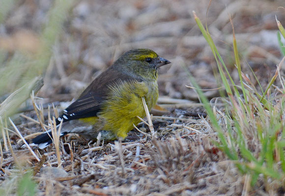 HOTTENTOTTENGIRLITZ, CAPE SISKIN, CRITHAGRA TOTTA