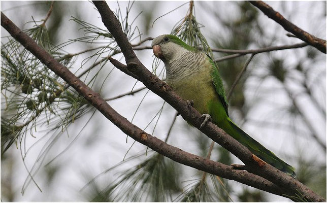 MÖNCHSSITTICH, MONK PARAKEET, MYIOPSITTA MONACHUS