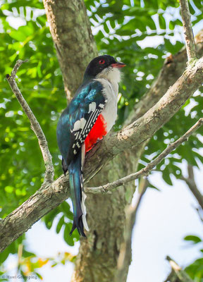 KUBA-TROGON, CUBAN TROGON, PRIOTELUS TEMNURUS