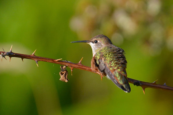 ROTRÜCKEN-ZIMTELFE, RUFOUS HUMMINGBIRD, SELASPHORUS RUFUS
