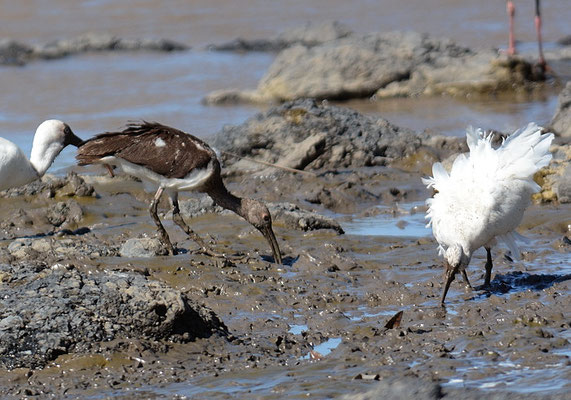 SCHNEESICHLER, WHITE IBIS, EUDOCIMUS ALBUS