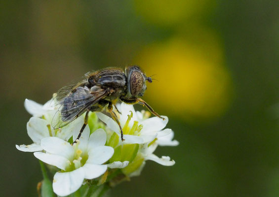 MATTE SCHWARZKOPFSCHWEBFLIEGE, MELANOSTOMA SCALARE