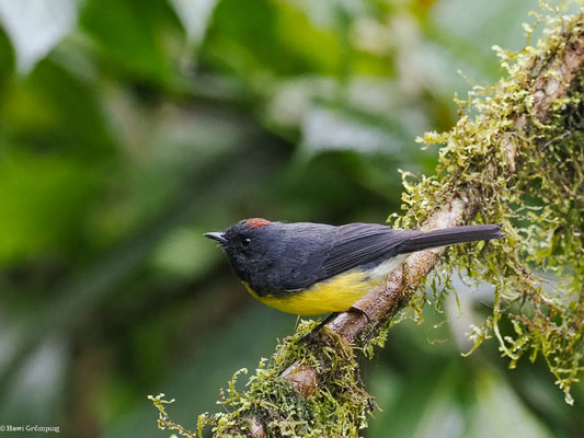 LARVENWALDSÄNGER, SLATE-THROATED WHITESTART - MYIOBORUS MINIATUS