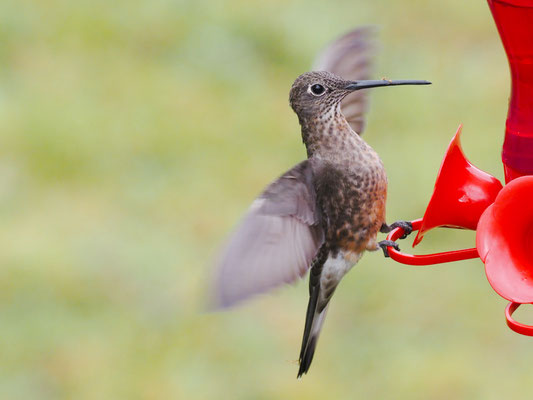 RIESENKOLIBRI, GIANT HUMMINGBIRD - PATAGONA GIGAS