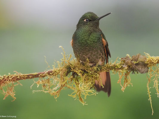 FAHLSCHWANZKOLIBRI, BUFF-TAILED CORONET - BOISSONNEAUA FLAVESCENS