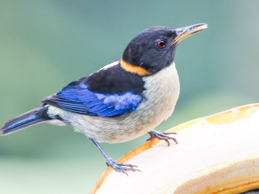 Halsband-Naschvogel, Golden-Collared Honeycreeper - Iridophanes pulcherrimus