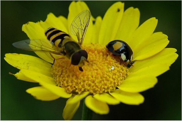 Den Zweipunkt gibt es als roten Käfer mit schwarzen Flecken und als schwarzen Käfer mit roten Flecken. Mit der Großen Schwebfliege (Syrphus ribesii) teilt er die Vorliebe für Blattläuse.