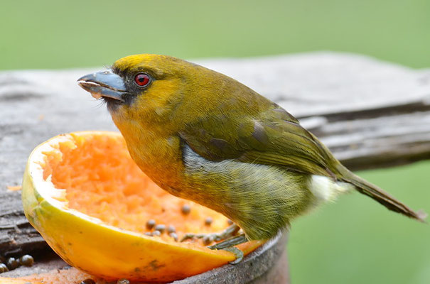 AZTEKENBARTVOGEL, PRONG-BILLED BARBET,  SEMINORNIS FRANTZII