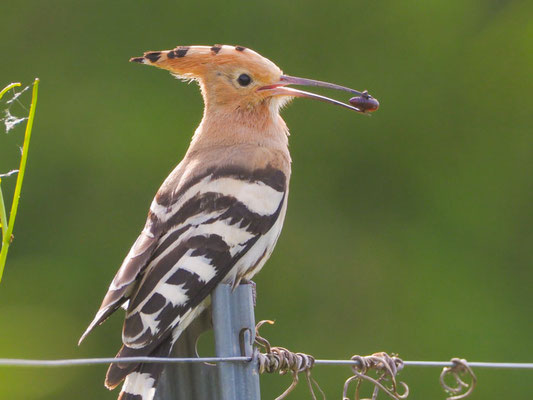 Wiedehopf, hoopoe, upupa epops - D, f, e, zypern