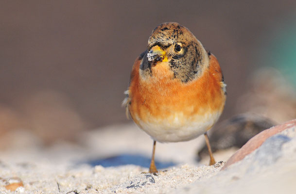 BERGFINK, BRAMBLING, FRINGILLA MONTIFRINGILLA