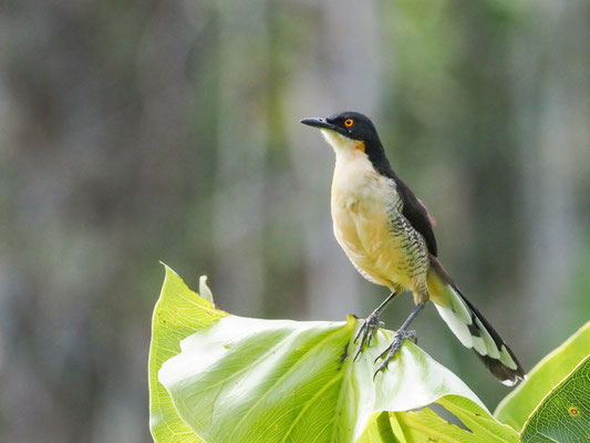 Rohrspötter, Black-capped Donacobius - Donacobius atricapilla