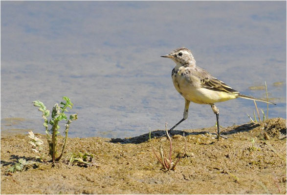 GEBIRGSSTELZE, GREY WAGTAIL, MOTACILLA CINEREA