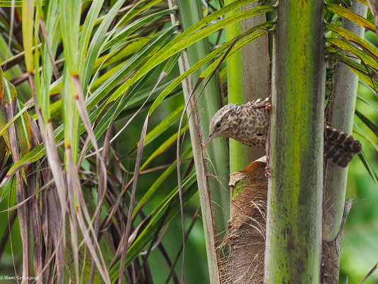 BINDENZAUNKÖNIG, FASCIATED WREN - CAMPYLORHYNCHUS FASCIATUS