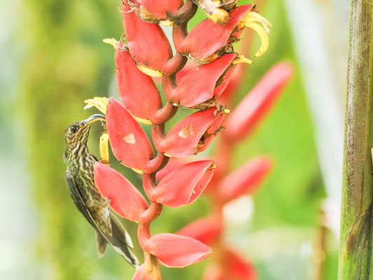Adlerschnabel, White- tipped Sicklebill - Eutoxeres aquila