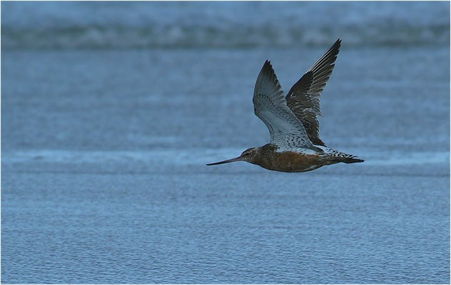 PFUHLSCHNEPFE, BAR-TAILED GODWIT, LIMOSA LAPPONICA