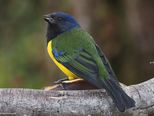 SCHWARZBRUST-BERGTANGARE, BLACK-CHESTED MOUNTAIN-TANAGER - CNEMATHRAUPIS EXIMIA