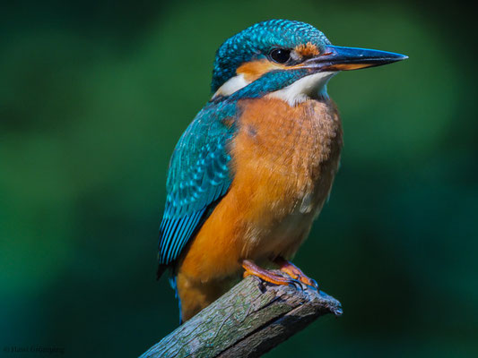 EISVOGEL, COMMON KINGFISHER, ALCEDO ATTHIS