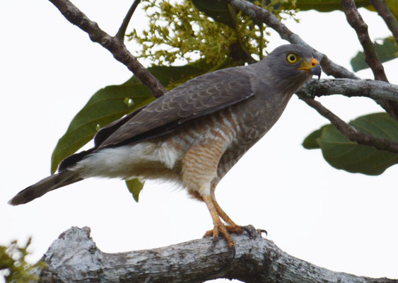 WEGEBUSSARD, ROADSIDE HAWK, BUTEO MAGNIROSTRIS